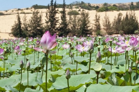 Tour Mũi Né 1 Ngày 1 Đêm - Ngắm bình minh trên Đồi Cát Trắng